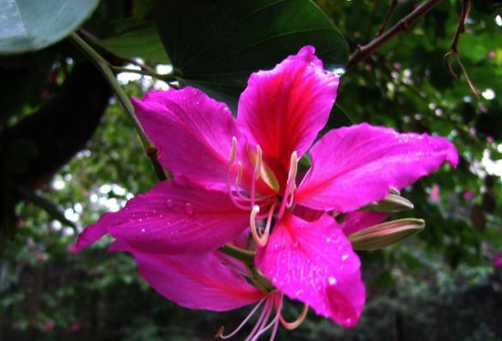<em>香港</em>的市花紫荊花，紫荊花代表的意義