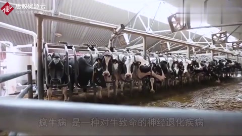 關于人類<em>瘋牛病</em>4個可怕的事實