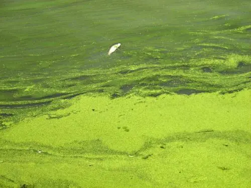 太湖、巢湖、滇池藍藻的連續暴發，為“三湖”流域水污染綜合治理敲響了警鐘