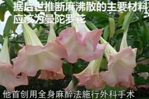 <em>華佗</em>-中醫外科鼻祖 世界<em>最早</em>麻醉療法使用者