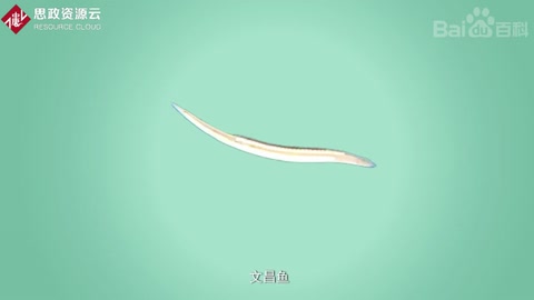 文昌魚——指示脊椎動物起源的鑰匙