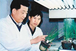 小麥銹病<em>專家</em>—李振岐