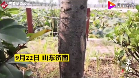 美國白蛾瘋狂！濟南多路段林木樹葉被“啃光”