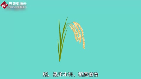 <em>原來(lái)</em>水稻<em>長(zhǎng)</em><em>這樣</em>