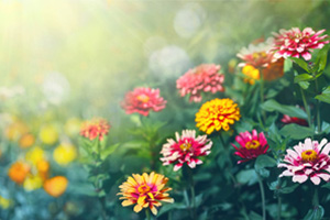 <em>植物保護</em><em>專業</em>：<em>普通</em><em>植物病理學</em>《郁金香的“病態美”》<em>課程</em><em>思</em><em>政</em><em>案例</em>