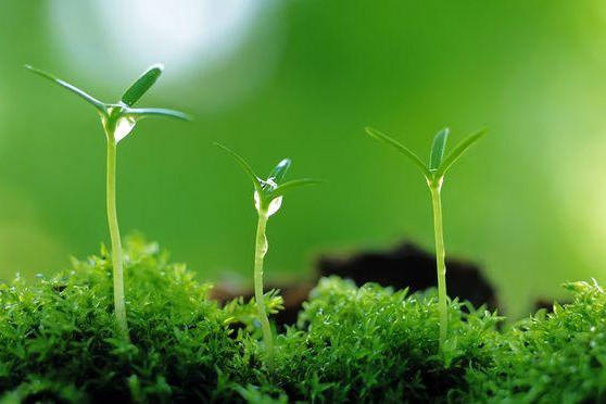 植物保護專業：農業昆蟲學(玉米害蟲：草地貪夜蛾) 、普通昆蟲學(昆蟲的趨光性、遷飛性)、植物保護概論《2019年中國草地貪夜蛾應急防控》課程思政案例