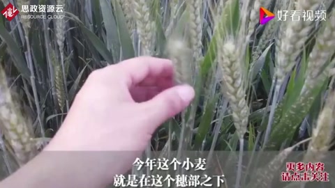 水稻紋枯病的表現(xiàn)癥狀及其防治