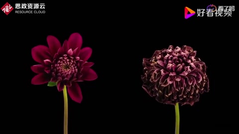 花朵延時(shí)攝影短片