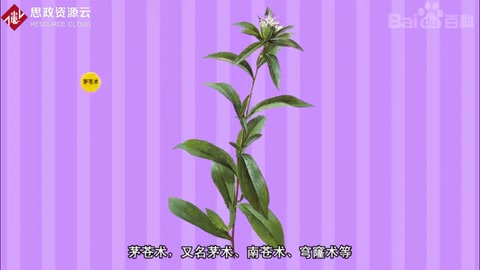 帶你了解茅蒼術——菊科植物