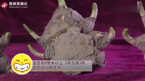 精湛的手藝，老師傅把水仙雕成藝術(shù)品