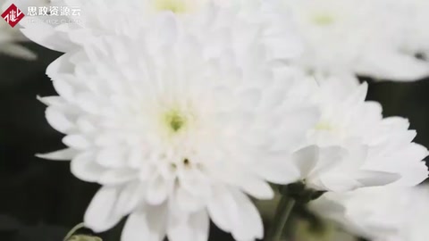 世界上最大型花卉種植基地，世界一半資源都來自于這里！