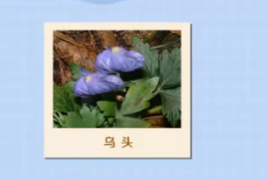 烏頭：具有<em>藥用價(jià)值</em>和<em>觀賞價(jià)值</em><em>的</em>草本<em>植物</em>