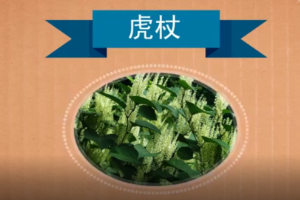 <em>原來(lái)</em>虎杖<em>長(zhǎng)</em><em>這樣</em>