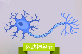 <em>科普</em><em>中國</em>·<em>科學</em><em>百科</em>：運動神經元