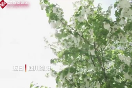 四川平武萬(wàn)余畝野生珙桐花競(jìng)相綻放