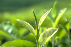 <em>生物科學</em>、農學、園藝等專業：《<em>植物</em><em>學</em>》<em>課程</em><em>思</em>政<em>案例</em>