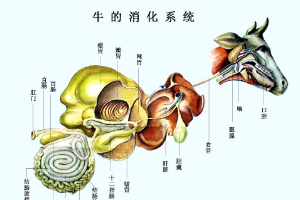 牛<em>的</em><em>消化系統(tǒng)</em>