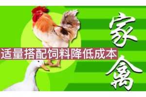 怎樣飼養<em>家禽</em>？才能真正有效地降低養殖成本？