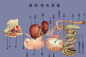 豬<em>的</em><em>消化系統(tǒng)</em>