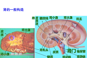<em>腎</em><em>的</em>一般構(gòu)造