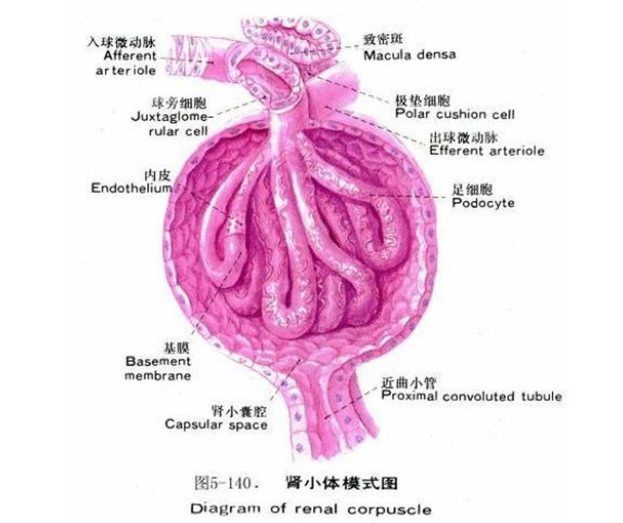 腎小體<em>模式</em><em>圖</em>