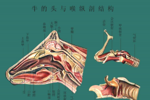 <em>牛</em><em>的</em>頭與喉縱剖<em>結構</em>