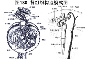 腎組織<em>構(gòu)造</em><em>模式</em><em>圖</em>