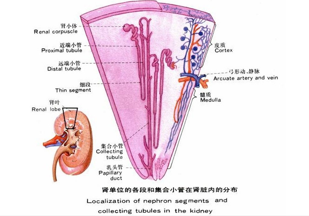 <em>腎</em>單位<em>的</em>各段<em>和</em>集合小管在腎臟內(nèi)<em>的</em>分布