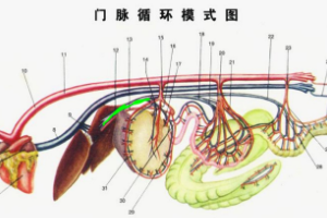 門脈循環(huán)模式圖