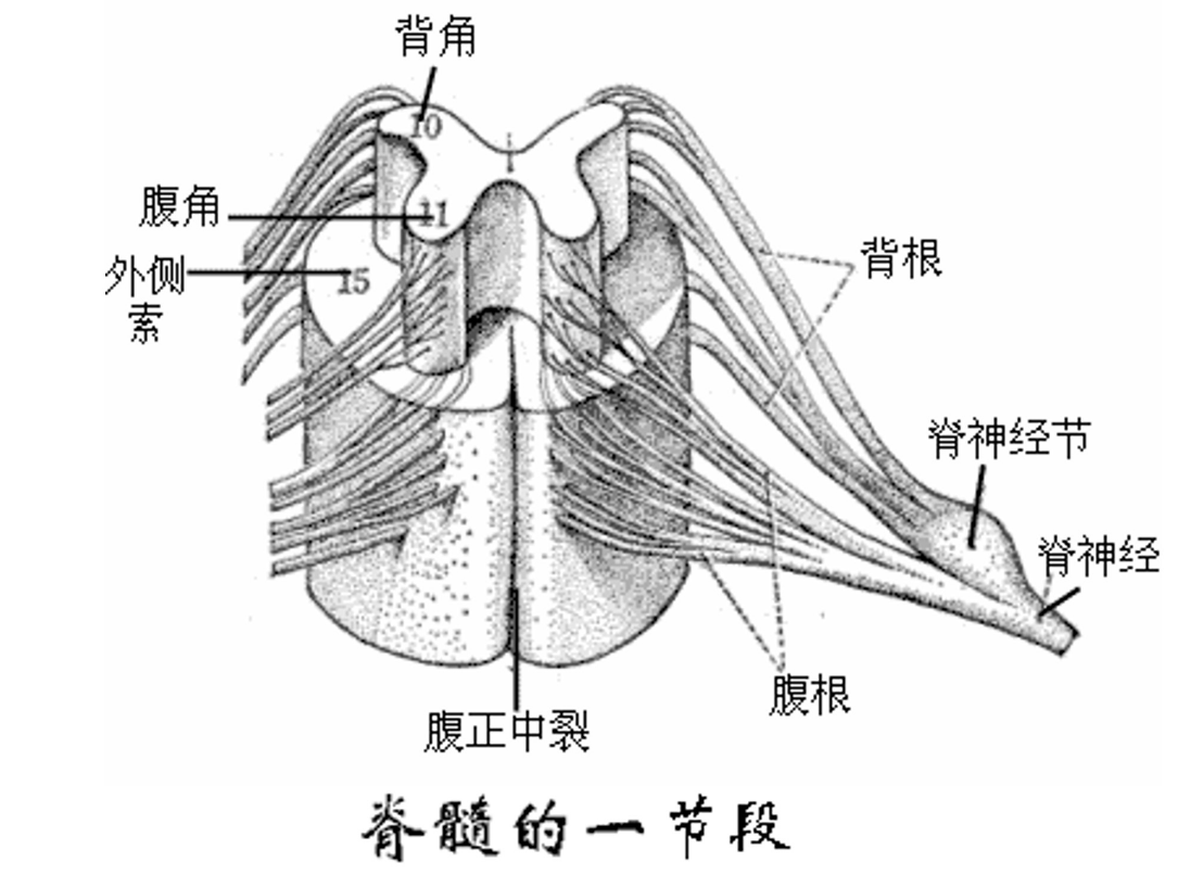 <em>脊髓</em>的一節段