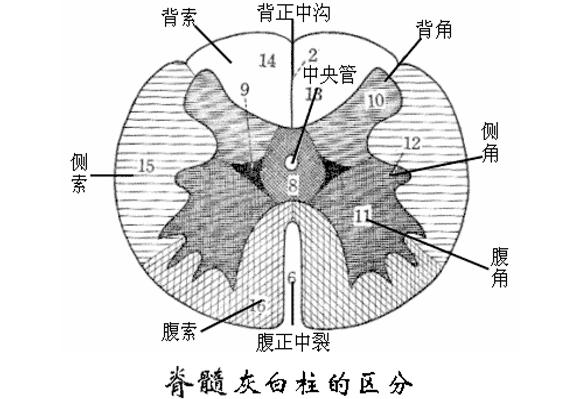 <em>脊髓</em>灰白粒<em>的</em>區分