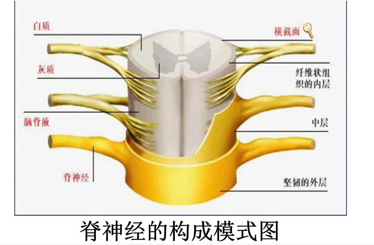 脊神經的構成模式圖