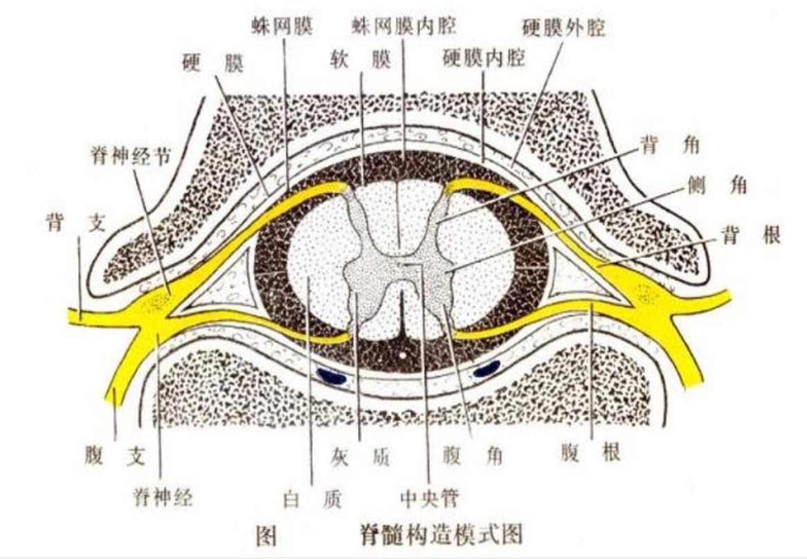 <em>脊髓</em>構造模式<em>圖</em>