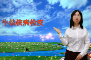 <em>微</em><em>課</em>：畜牧獸醫(yī)專業(yè)《<em>動物</em>傳染病—牛結(jié)核病<em>檢疫</em>技術(shù)》