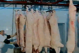 優質安全豬肉生產技術 2