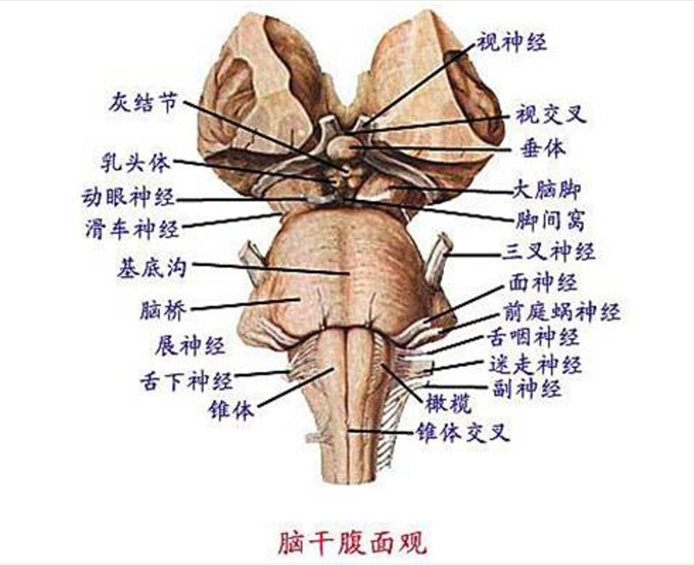 羊<em>腦</em>腦干腹面觀
