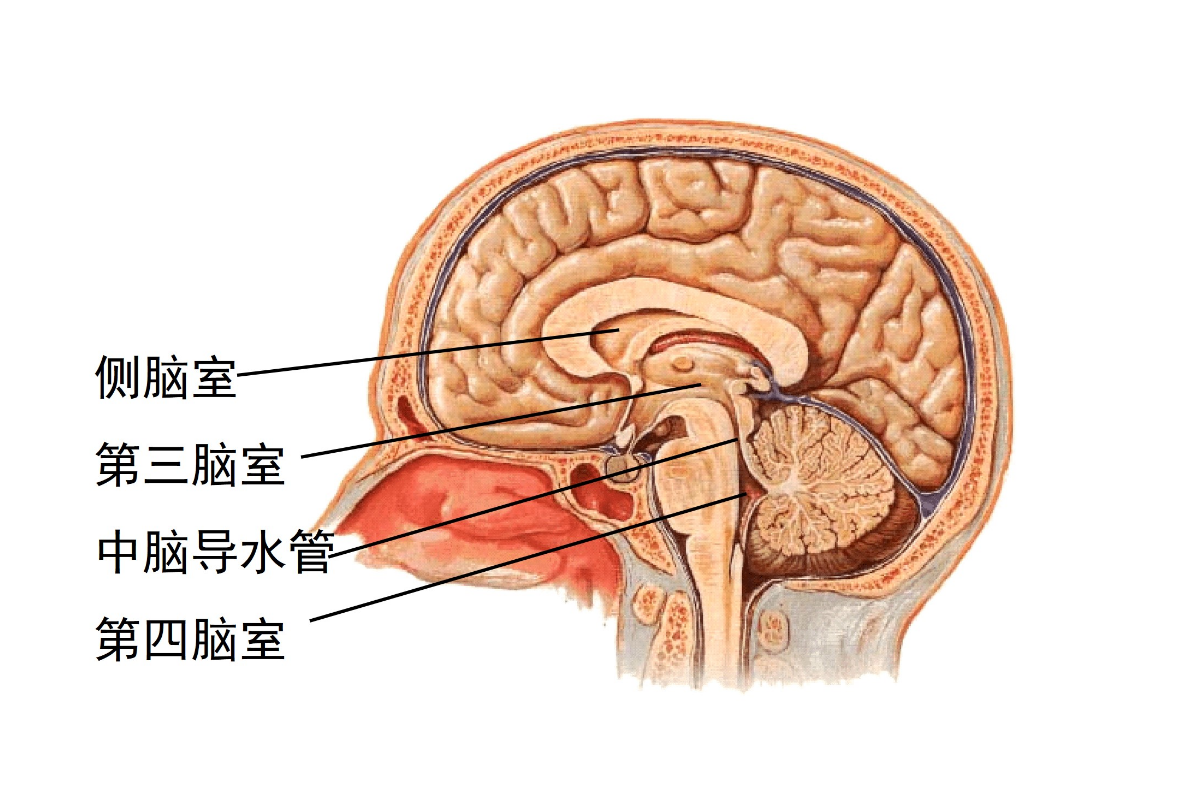側(cè)腦室
