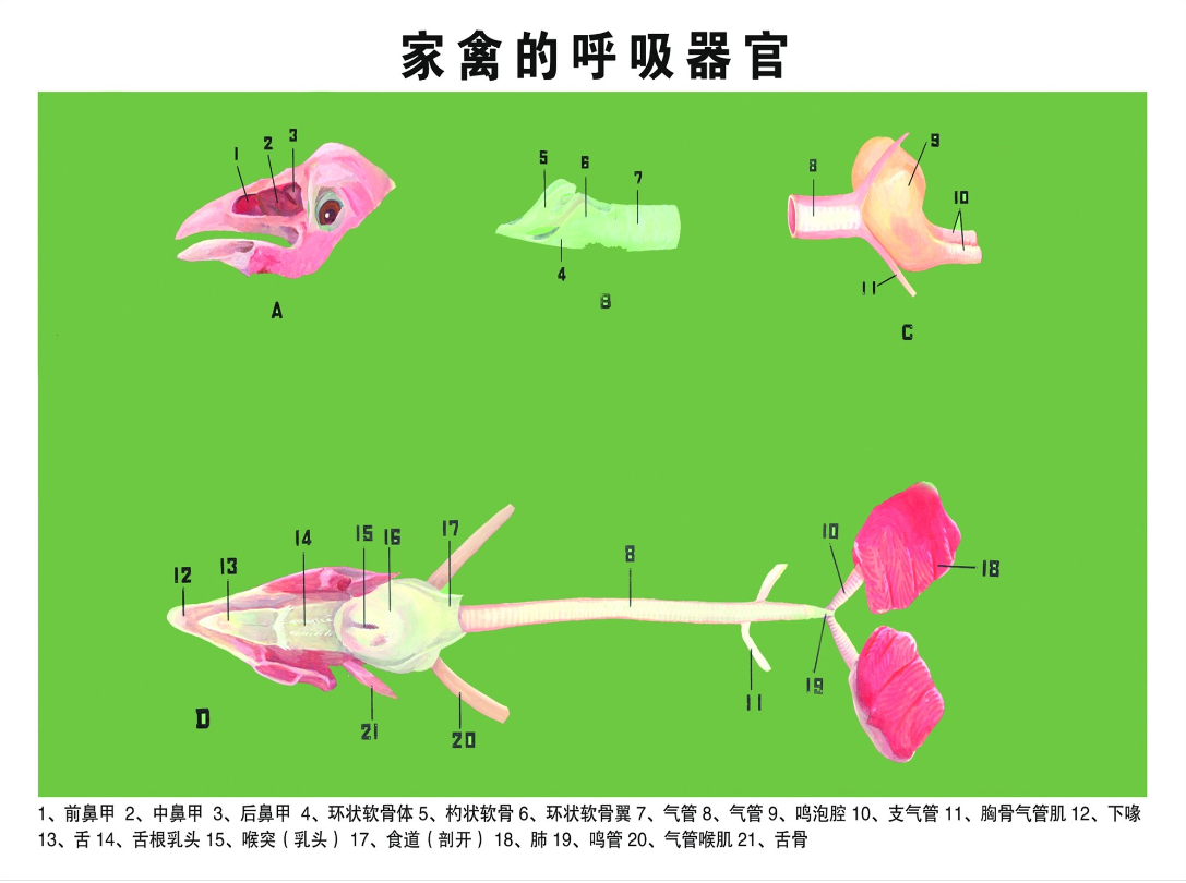 家禽的<em>呼吸</em>器官