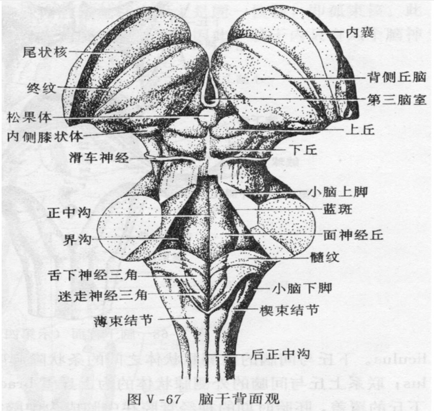 羊<em>腦</em>腦干背面<em>觀</em>