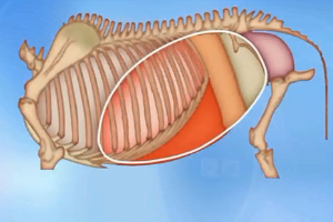 動物生理—腹腔<em>的</em><em>劃分</em>