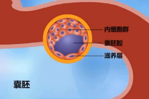 動物生理—胚胎的早期發育
