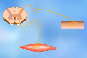 動物生理—神經(jīng)<em>調(diào)節(jié)</em>