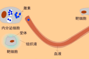 動物生理—體液<em>調(diào)節(jié)</em>
