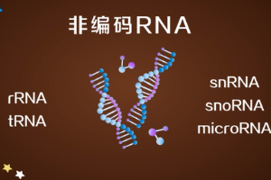 非編碼RNA—不編碼<em>蛋白質</em><em>的</em>RNA