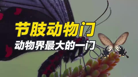 節肢動物門，動物界最大的一門