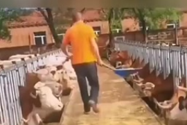 發(fā)酵飼料有哪些局限性