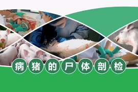 <em>微</em><em>課</em>：<em>畜禽</em><em>智能化</em><em>養(yǎng)殖</em><em>專業(yè)</em>《病豬的尸體解剖》