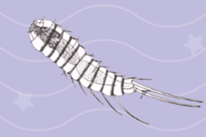 假體腔動物—具假體腔<em>的</em>無脊椎動物