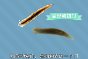 原來(lái).扁形動(dòng)物門(mén)長(zhǎng)這樣