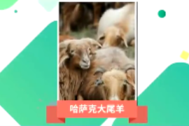 一分鐘了解哈薩克大尾羊